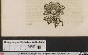 [Blume]