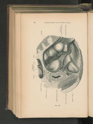 Fig. 448. Sagittalschnitt eines weiblichen Beckens.