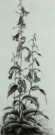 Glockenblume