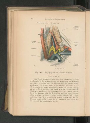 Fig. 208. Topographie des Ductus thoracicus.