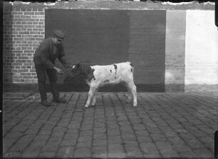 Rotbuntes Niederrhein Rind, weiblich