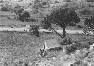 Zeltlager in der Euphorbienformation : Savannenlandschaft mit Kakteen, Zelten und Expeditionsmitgliedern