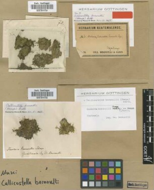 Hookeria bernoullii Hampe [type]