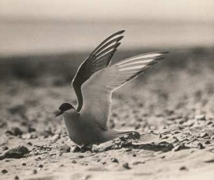 Küstenseeschwalbe (Sterna paradisaea Brünn.) mit erhobenen Flügeln beim Anfliegen des Nestes. Amrum