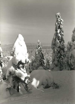 Osterzgebirge. Verschneite Fichten auf dem Kahleberg