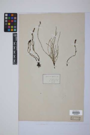 Equisetum bogotense Kunth