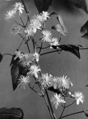 Gewöhnliche Waldrebe (Clematis vitalba), Pflanzenart aus der Gattung der Waldreben (Clematis)