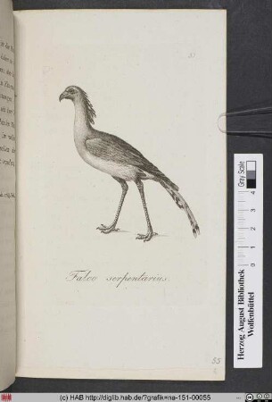 Falco Serpentarius / Der Secretär, Messager du Cap, Sagittarius.