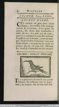 Colibri, Oiseau Mouche