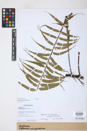 Asplenium micropaleatum
