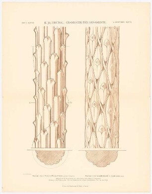 Grammatik der Ornamente: Stamm einer Tanne ( Pinus Abies), Stamm von Lepidodendrum confluens, Heft 2. Blatt 20.