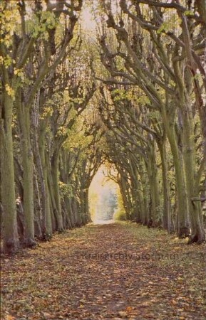 Lindenallee