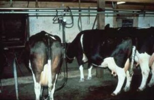 Fotografie: Anbindestall, Rohrmelkanlage, Kurzstand, Melktechnik