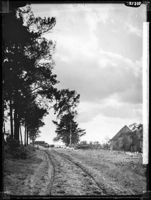 Dübener Heide: Heideweg
