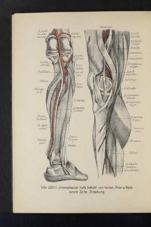 Tafel XXXVII. Unterschenkel tiefe Schicht von hinten. Knie u. Wade innere Seite, Streckung.