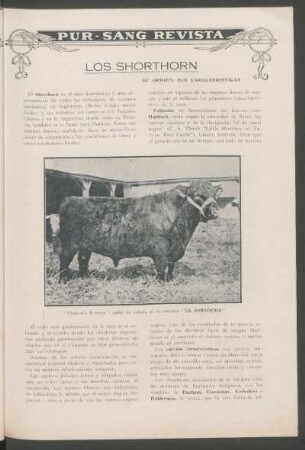 Los Shorthorns, su origen, sus características