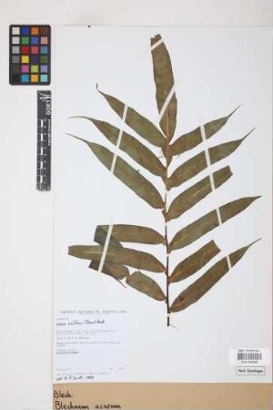 Blechnum acutum (Desv.) Mett.