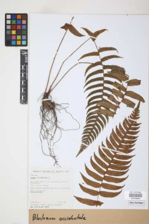 Blechnum occidentale L.