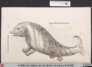 Aper Marinus Cetaceus.
