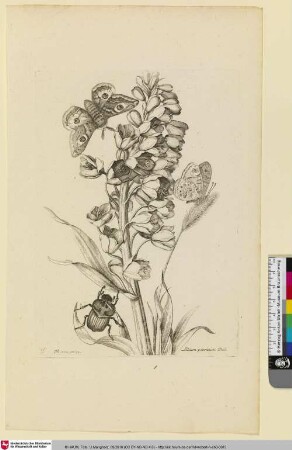 Lilium persicum Dod.