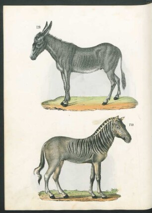 Tafel: [Fig. 119.-122.]