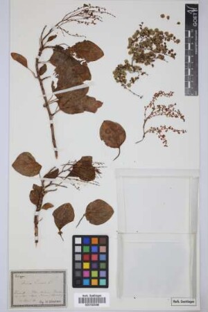Rumex lunaria L.
