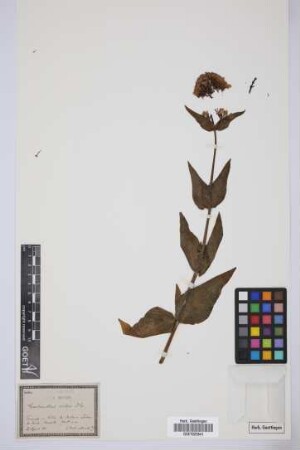 Centranthus ruber ruber (L.) DC.