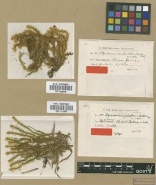 Ptychomnion fruticetorum Müll.Hal. [syntype]