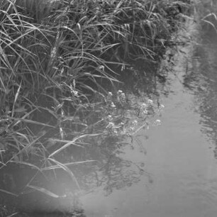 Landschaftsbild. Uferpflanzen. : Wobraz krajiny. Brjohowe rostliny.