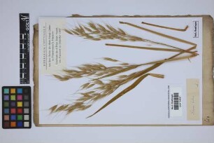 Avena fatua L.