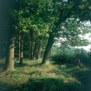 Spessart. Alte Eichen