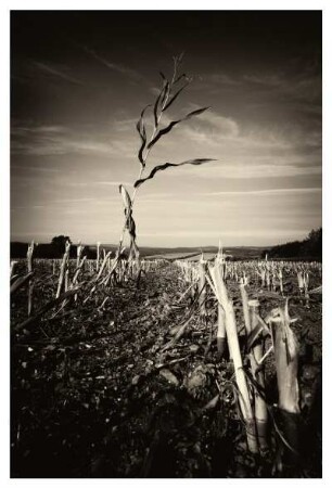 SURVIVOR