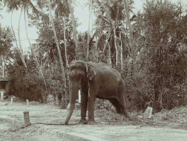 Chasse à l'éléphant