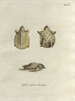 Tab. XX. Testudo rostrata Thunberg.