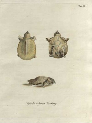 Tab. XX. Testudo rostrata Thunberg.