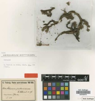 Adesmia patancana Ulbr. [isotype]