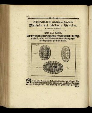 Erstes Geschlecht der vielschalichten Conchylien. Muscheln mit sichtbaren Gelenken.