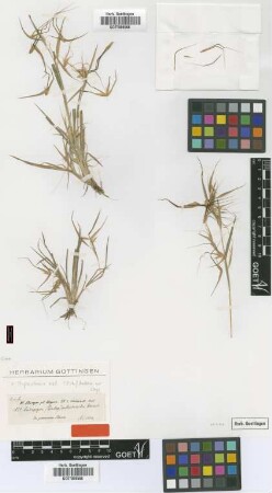 Andropogon anthistirioides Hochst. ex A.Rich. [Isosyntype]