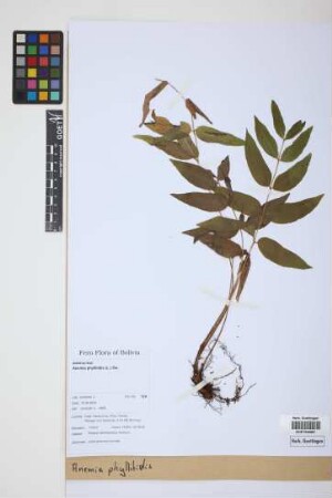 Anemia phyllitidis (L.) Sw.