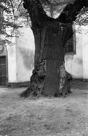 Baum vor Dorfkirche : Ein Baum vor einer Dorfkirche