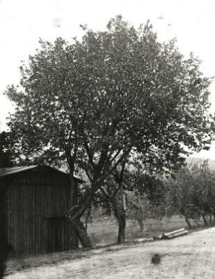 Elsbeere (Sorbus torminalis). Bad Gottleuba-Berggießhübel-Bahra, Schneidemühle Hanisch