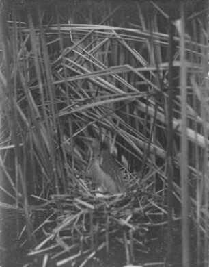 Zwergdommel : Zwergdommel (Ixobrychus minutus Linnaeus) auf dem Nest.