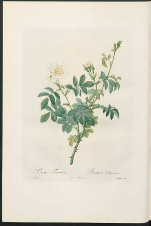 Rosa Tomentosa. Rosier Cotonneux. Langlois sculp.