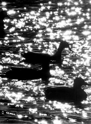 Wildenten schwimmen auf der Oberalster.