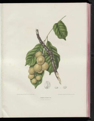 Lansium domesticum.
