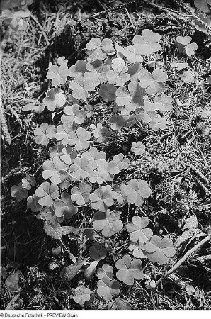 Sauerklee (Oxalis acetosella L.) Blühender Bestand