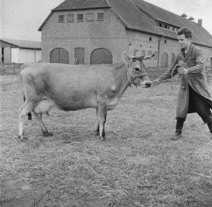 Institut für Tierzuchtforschung Dummerstorf. Jersey-Zuchtkuh