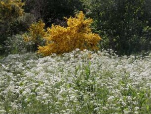 Schottisches Hochland : Landschaft im schottischen Hochland, blühende Wiesenhänge, aufgenommen im Juni 2005. Foto Uwe Gerig