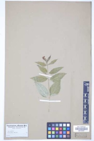 Vincetoxicum officinale Moench