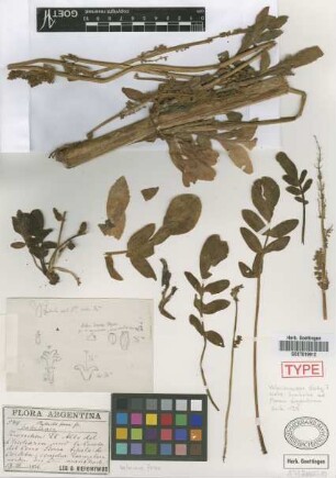 Phyllactis ferax Griseb.[syntype]